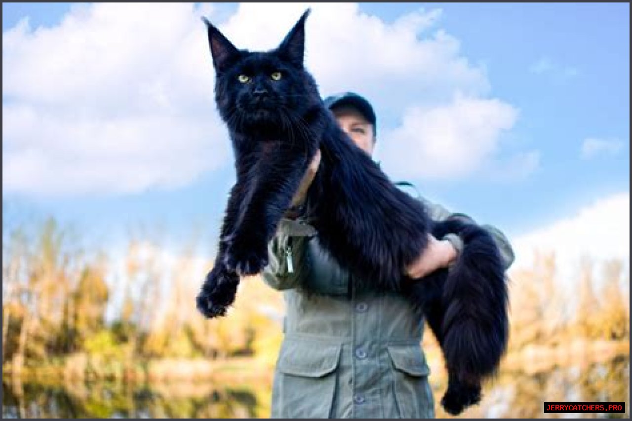 The Ultimate Guide To Armando Bukele Kattn: His Legacy And Impact